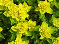 Euphorbia brittingeri (fam Euphorbiacees) (Europe) (4) (Photo F. Mrugala)